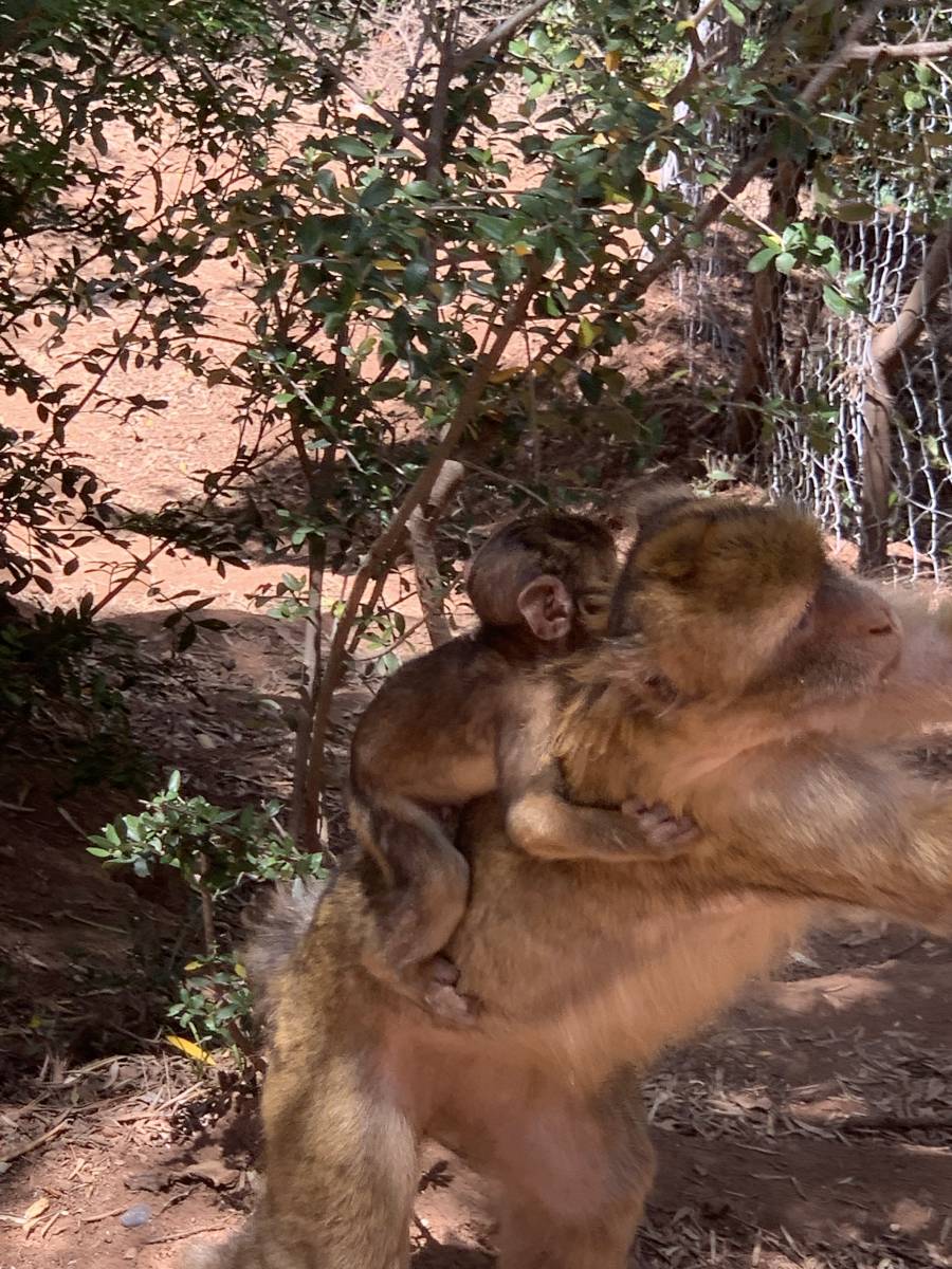 singes aux cassades d'ouzoud