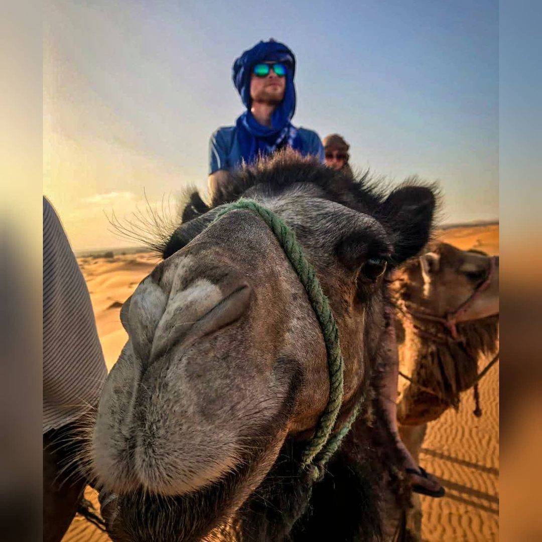 Chameaux dans Marrakech