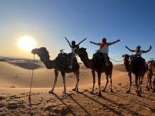 Chameaux sur Marrakech au Maroc